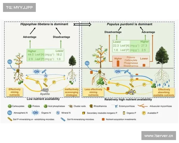浦和红钻亚冠夺冠之路成功秘笈 揭示背后关键策略与团队协作